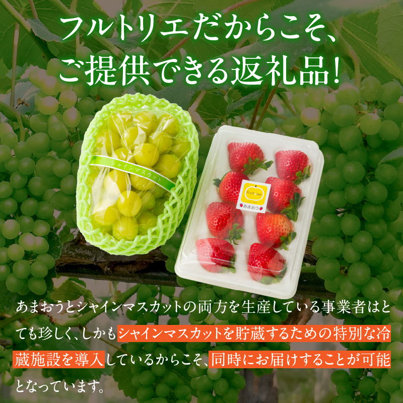 【2025年12月よりお届け】シャインマスカット（1房）、あまおう（1パック・コバヤシパック）_シャインマスカット 1房 あまおう 1パック セット 選べる 家庭用 贈答用 コバヤシパック 新鮮 人気 詰め合わせ いちご ぶどう 果物 フルーツ 果実 食品 デザート グルメ お取り寄せ お取り寄せグルメ 福岡県 久留米市 送料無料_Fx016 贈答用