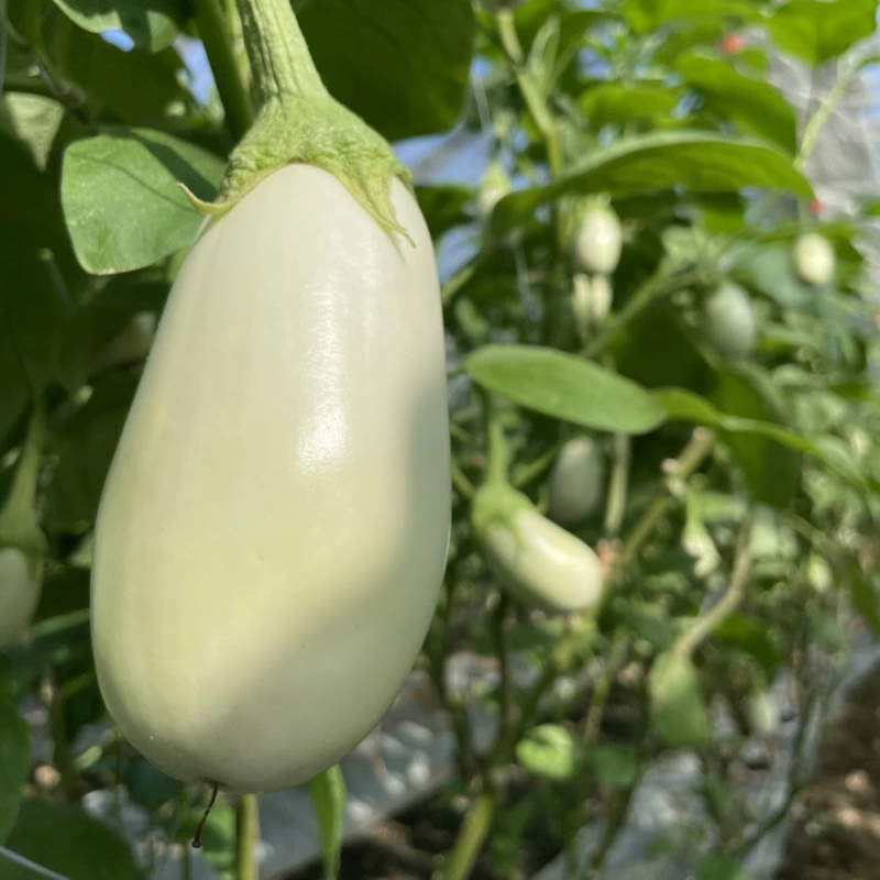 宝石野菜 白なす（桐箱2個入）_宝石野菜 白なす 桐箱 2個入 大きい 果肉 軟らかく アクが少ない 癖がない 味が絶品 女性の顔が隠れるくらい 揚げナス 煮浸し めんつゆ トロトロ 珍しい野菜 珍しい茄子 エイチアイ株式会社 お取り寄せ ギフト 久留米市 送料無料_Gv020