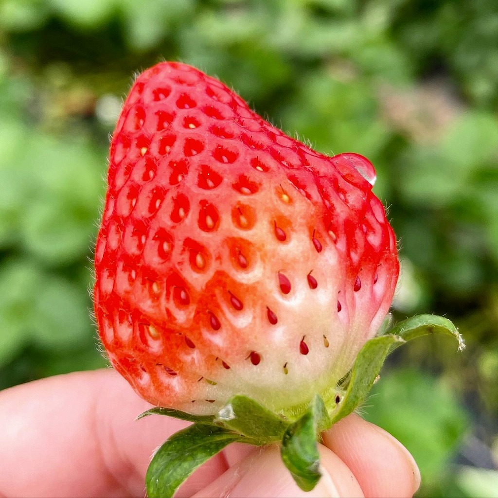 旬ないちごとおまかせ野菜詰合せ7品目セット_旬 いちご 250g おまかせ 野菜 詰合せ セット 食べ頃 6品目 玉ねぎ 人参 大根 カブ サニーレタス なす キュウリ トウモロコシ ヤングコーン ケール 赤水菜 パクチー ピーマン 赤大根 サトイモ さつまいも 新鮮 食品 お取り寄せ 福岡県 久留米市 送料無料_Gv021