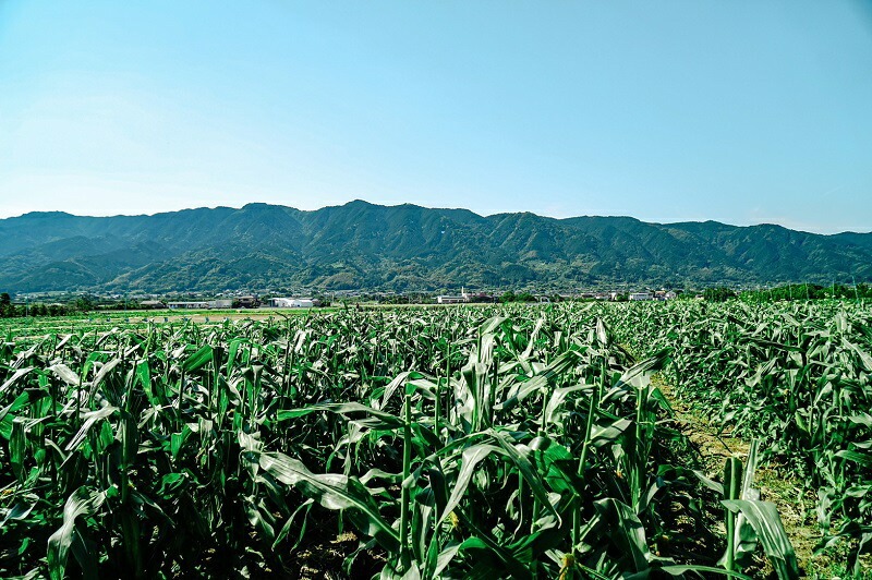 【2026年6月より順次発送】とうもろこし【ドルチェドリーム、ホワイトショコラ、プレミアム味来】ランダム2種詰合せ3.5Kgセット_とうもろこし 2種 詰合せ 計 3.5kg ドルチェドリーム ホワイトショコラ プレミアム味来 ランダムで2種 生で食べられる ジューシー 甘い  白いとうもうこし お取り寄せ お取り寄せグルメ 冷蔵 久留米市 福岡県 送料無料_Gv028