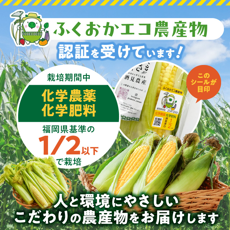 【ふくおかエコ農産物認証】農家直送！SDGs米糠堆肥で作った博多あまっコーン4.5キロ以上（10～15本）【2026年6月より順次出荷】_ふくおかエコ農産物 2026年6月より順次出荷 とうもろこし 博多あまっコーン 約 4.5kg 以上 10本 〜 15本 プレミアムコーン 粒が大きい 食べ応え 美味しい 糖度 野菜 お取り寄せ 福岡県 久留米市 送料無料_Gv035