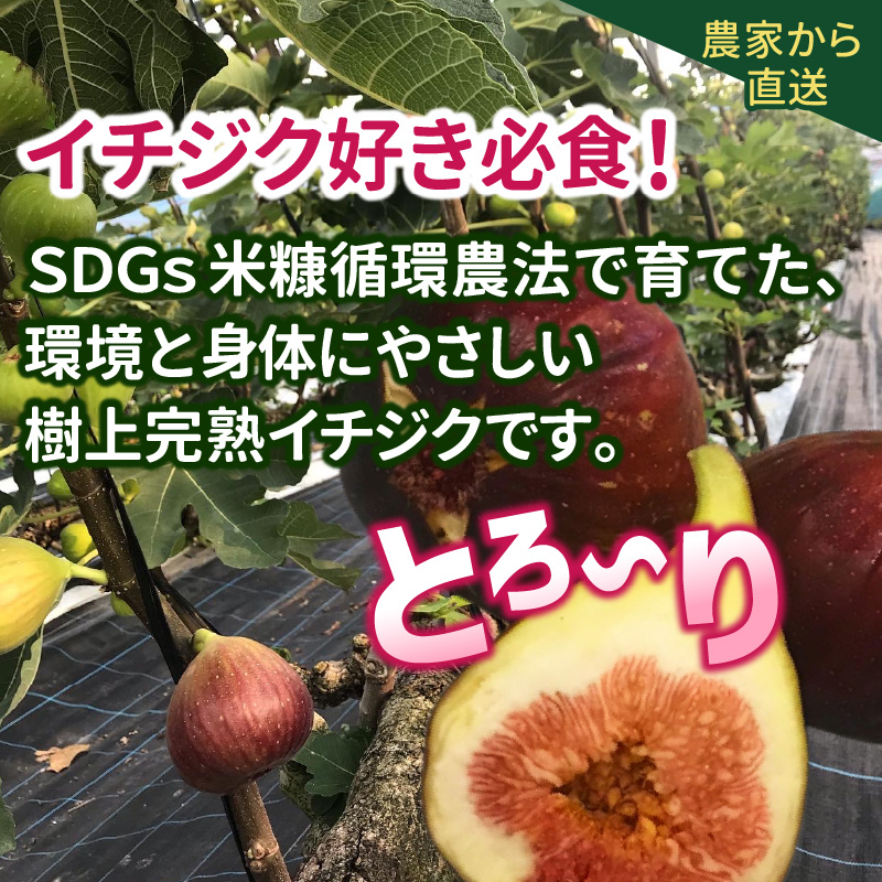 SDGs米糠循環農法で育てた樹上完熟イチジク　訳あり品1キロ以上（サイズ混合18個）×2箱【産地直送2026年8月より順次出荷】＿イチジク 訳あり品 1キロ 以上 サイズ 混合 18個 × 2箱 SDGs 米糠循環農法 樹上完熟 露地栽培 桝井ドーフィン ドライフルーツ ジャム スムージー 福岡県 久留米市 酒見農産 お取り寄せグルメ お取り寄せ 送料無料 産地直送 _Gv043