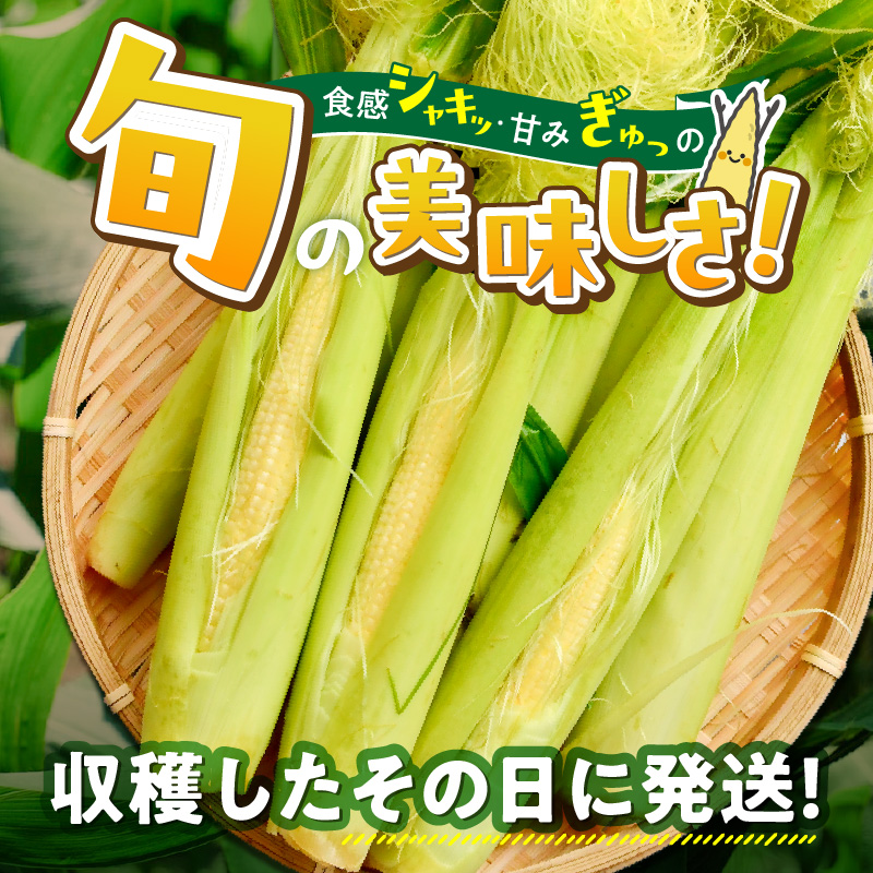【2026年5月お届け】福岡県産 朝採れヤングコーン 50本 _ 2026年5月お届け 福岡県産 収穫 当日 新鮮 ヤングコーン ベビーコーン クール便 産地直送 美味しさ 宇佐川農園 こだわり 鮮度 朝採れ 濃い甘さ 生 シャキシャキ 甘み 福岡県 久留米市 送料無料 _ Gv052