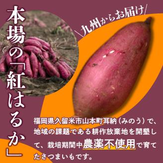 福岡県久留米市産　長期熟成紅はるか 5kg　M～2L　土付き_Gx036