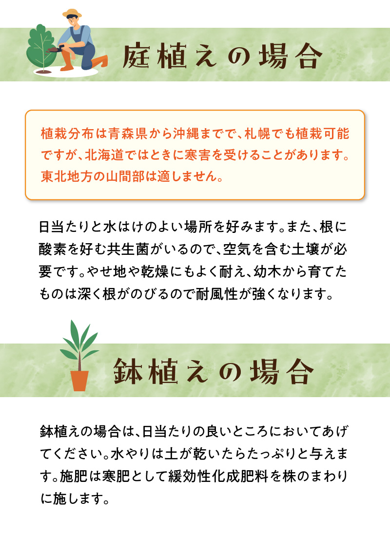 チーム田主丸『クロマツの苗木』_苗木 8号鉢 チーム田主丸 クロマツの苗木 1鉢 クロマツ 松の葉 長寿の源 健康管理に役立てる 健康樹 樹木 観賞用 飲食用 福岡県 久留米市 お取り寄せ インテリア 植物 ガーデニング 家庭栽培 送料無料_Hf032