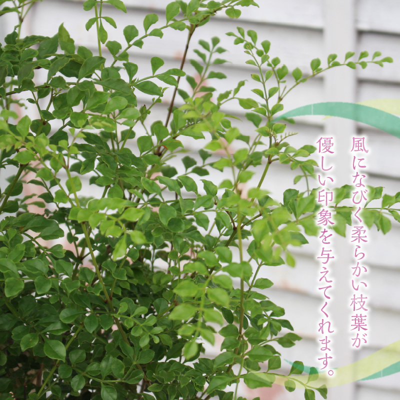 チーム田主丸【シマトネリコ苗木3本セット】_シマトネリコ 苗木 3本 セット チーム田主丸 風水 インテリア 観葉植物 植物 常緑樹 シンボルツリー 小葉 丈夫 育てやすい 日光 樹木 ガーデニング 鉢植え 植木鉢 グリーンアイテム 家庭栽培 福岡県 久留米市 お取り寄せ 送料無料_Hf037