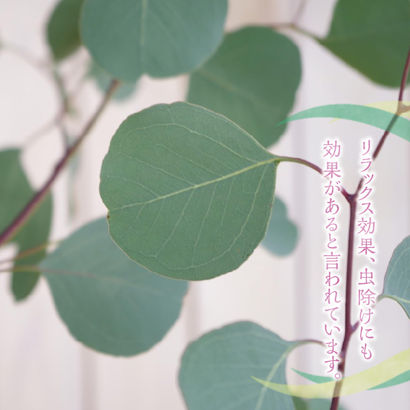 チーム田主丸『ユーカリ苗木７号鉢』 _ 苗木 7号鉢 ユーカリ チーム田主丸 1本 ユーカリの苗木 庭木 鉢植え 植木 ドライフラワー スワッグ リース リラックス効果 虫よけ 常緑樹 シンボルツリー ガーデニング 植物 インテリア お手入れ簡単 育て方付き お取り寄せ 福岡県 久留米市 送料無料 _Hf039