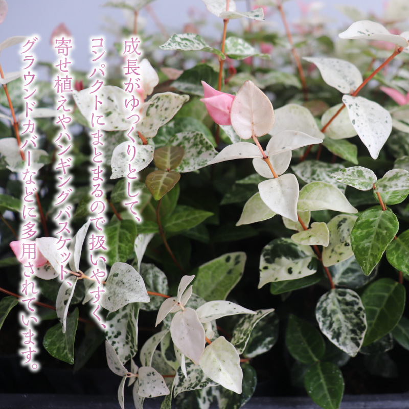 チーム田主丸『ハツユキカズラ28ポット』 _ ハツユキカズラ 9cmポット 28苗 チーム田主丸 つる 常緑 ピンク 白 まだら模様 園芸 多年草 育てやすい グランドカバー プランツ 寄せ植え ハンギングバスケット 紅葉 地植え 鉢植え ガーデニング 庭 花壇 植物 育て方付き お取り寄せ 久留米市 送料無料 _Hf042