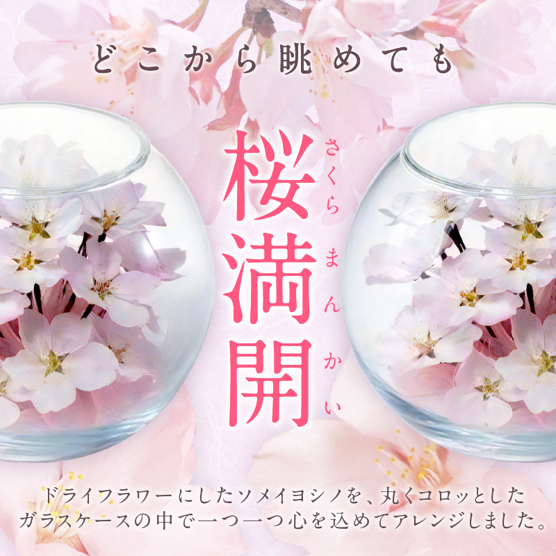 桜のボトルフラワー _ ドライフラワー 桜 ボトルフラワー ソメイヨシノ 満開の桜のようにデザイン ガラス容器 おしゃれ インテリア 花 ドライ加工 入学祝 卒業祝 合格祝 就職祝 旅立ち お祝い 記念 ギフト用 久留米市 送料無料 _ Qb044