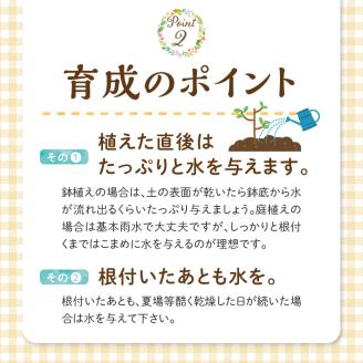 チーム田主丸『我が家の果樹園』シリーズ 【レモンの苗木】_チーム田主丸 我が家の果樹園 シリーズ レモン 苗木 フルーツ 高さ 70cm くらい 鉢径 7号 結実年数 2年目安 料理 お酒 ご家庭に一本 重宝 ふるさと管理綜合株式会社 お取り寄せ 福岡県 久留米市 送料無料_Hf017