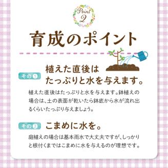 チーム田主丸『我が家の果樹園』シリーズ 【オリーブ】_オリーブ 苗木 高さ 約 50cm 鉢径 6号 チーム田主丸 我が家の果樹園 シリーズ 果樹園 初心者 育てやすい おしゃれ 人気 常緑樹 庭木 果樹 植樹 鉢植え 庭植え ガーデニング 国産 お取り寄せ 福岡県 久留米市 送料無料_Hf018