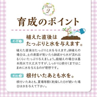 チーム田主丸『我が家の果樹園』シリーズ 【ブルーベリー】_ブルーベリー 苗木 高さ 約 50 cm 鉢経 7号 結実年数 2年目安 チーム田主丸 我が家の果樹園 シリーズ フルーツ 果物 ベリー 庭木 落葉 果樹 植樹 鉢植え 庭植え ガーデニング 福岡県 久留米市 お取り寄せ 送料無料_Hf019