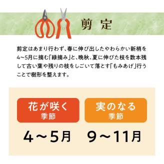 チーム田主丸『クロマツの苗木』_苗木 8号鉢 チーム田主丸 クロマツの苗木 1鉢 クロマツ 松の葉 長寿の源 健康管理に役立てる 健康樹 樹木 観賞用 飲食用 福岡県 久留米市 お取り寄せ インテリア 植物 ガーデニング 家庭栽培 送料無料_Hf032