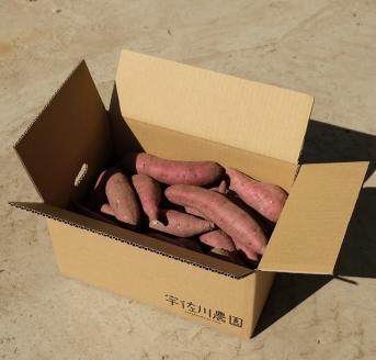 紅はるかさつまいも_さつまいも 紅はるか 国産 5kg 約 200～350g 15本 ～ 18本 甘い 糖度 高い 高糖度 1ヶ月 熟成 濃厚 味わい しっとり ホクホク 常温発送 宇佐川農園 芋 焼き芋 福岡県 久留米市 お取り寄せ お取り寄せグルメ 野菜 送料無料_Gx035