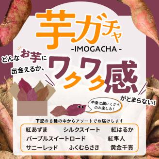 芋ガチャ訳あり 熟成さつまいも3kg_【訳あり】久留米市産 さつまいも 3kg 芋 ガチャ 栽培期間中農薬不使用 熟成 甘い 美味しい おやつ スイーツ バラエティ 紅はるか シルクスイート 国産 常温発送 国産 九州 福岡県 久留米市 お取り寄せ お取り寄せグルメ 送料無料_Gx052