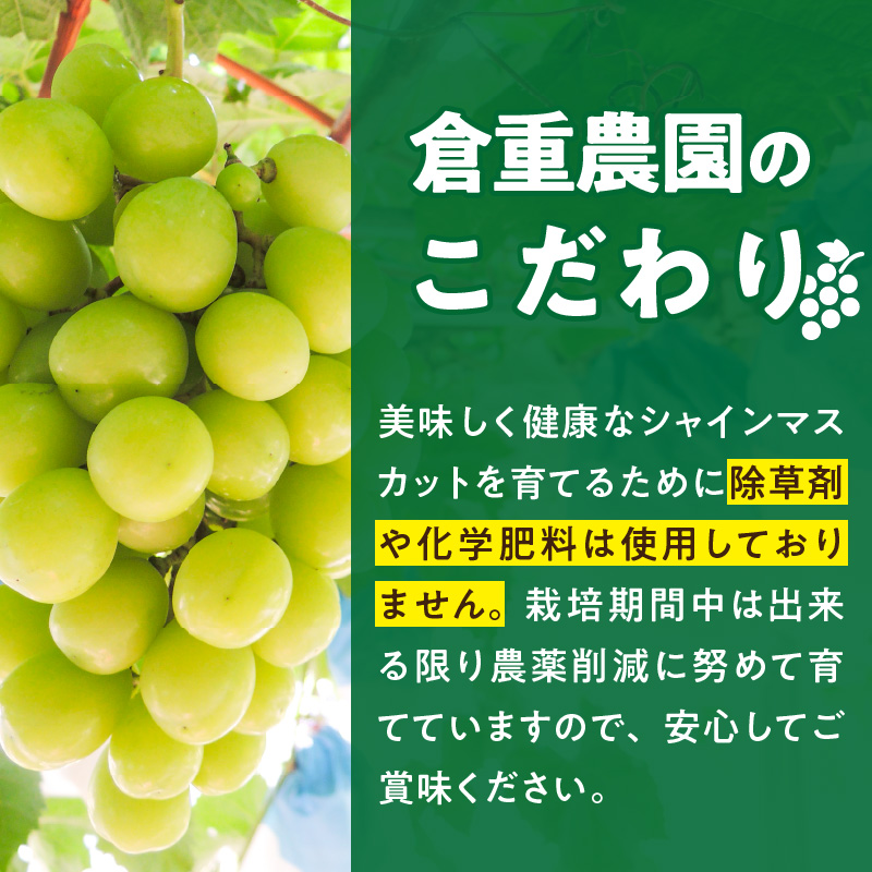 【2026年8月以降お届け】シャインマスカット（1～2房：約1000g～）_シャインマスカット 1房 ～ 2房 約1000g 酸味 甘み 美味しい 皮 薄い 食べやすい 冷蔵 フルーツ 果物 ぶどう シャイン マスカット 国産 おやつ デザート お取り寄せ お取り寄せグルメ 福岡県 久留米市 送料無料_Fg010