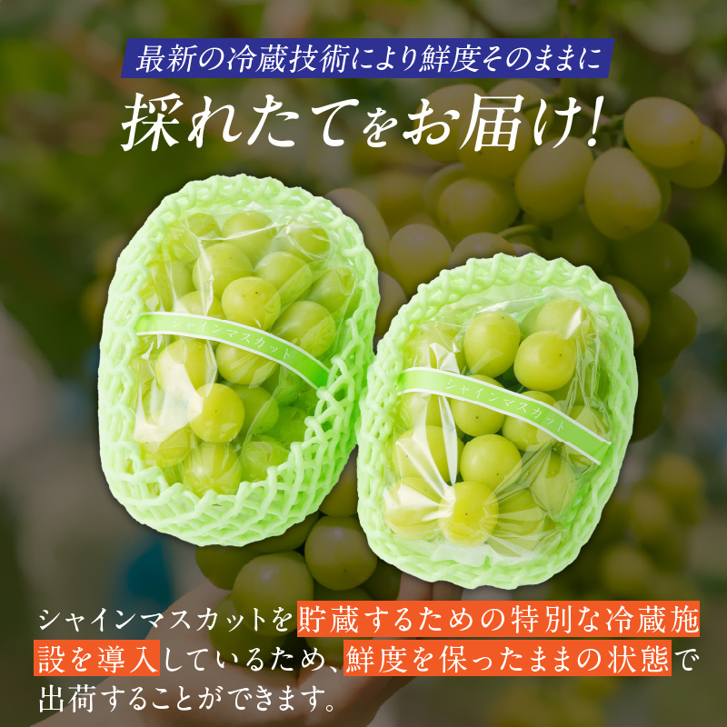 【2025年11月よりお届け】冬にお届け！シャインマスカット×2房_冬にお届け！ シャインマスカット 400g以上 × 2房 冷蔵技術 冬でも美味しい 皮ごと食べる 贈答用 おすすめ 国産 ぶどう マスカット 果物 フルーツ 果実 食品 食べ物 おやつ デザート グルメ お取り寄せ お取り寄せグルメ 福岡県 久留米市 送料無料_Fg011