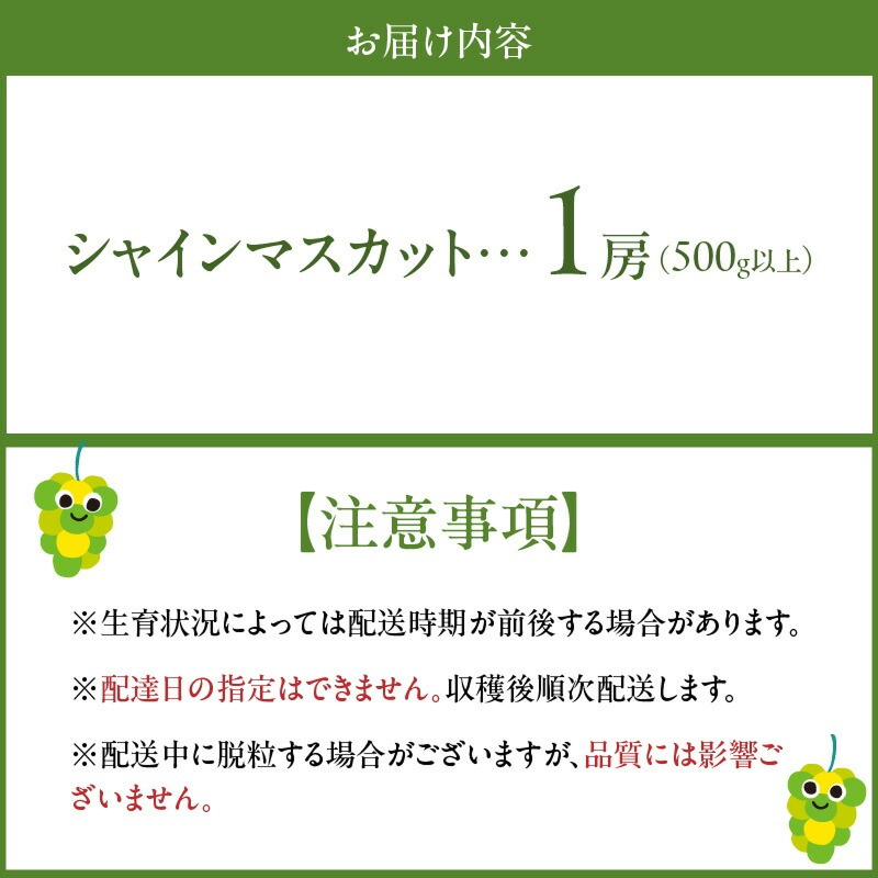 【2026年8月より順次発送】シャインマスカット（1房：500g以上)_シャインマスカット 1房 500g以上 九州 温暖 気候 活かす 農家 こだわり ご家庭用 先行受付 皮ごと食べられる 上品 甘さ フルーツ 果実 果物 ぶどう マスカット デザート おやつ お取り寄せ 福岡県 久留米市 送料無料_Fg012