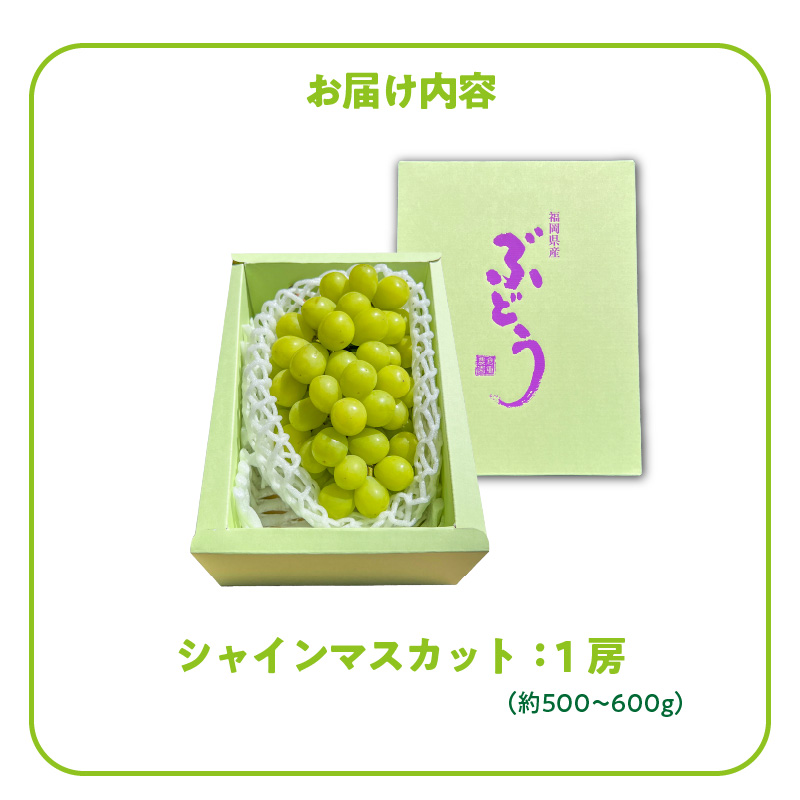 【2026年8月以降お届け】シャインマスカット（1房：約500～600g） _ 先行予約 シャインマスカット 1房 約 500g ～ 600g 2026年8月以降お届け 旬の味覚 酸味 甘み バランス 皮薄い 食べやすい マスカット ぶどう デザート 果物 倉重農園 お取り寄せ フルーツ 福岡県 久留米市 送料無料 _Fg018