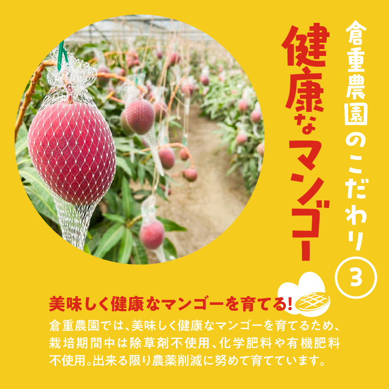 【2026年6月以降お届け】【家庭用】くるめで育った完熟マンゴー（2玉：約0.8～1kg）_【先行予約】 家庭用 くるめで育った 完熟マンゴー 2個 約0.8～1kg 甘い 子供も安心 果物 果実 スイーツ デザート マンゴー 国産 クール便 倉重農園 お取り寄せ お取り寄せスイーツ 福岡県 久留米市 送料無料_Fm016