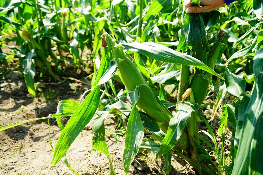 【2026年6月より順次発送】とうもろこし【ドルチェドリーム、ホワイトショコラ、プレミアム味来】ランダム2種詰合せ3.5Kgセット_とうもろこし 2種 詰合せ 計 3.5kg ドルチェドリーム ホワイトショコラ プレミアム味来 ランダムで2種 生で食べられる ジューシー 甘い  白いとうもうこし お取り寄せ お取り寄せグルメ 冷蔵 久留米市 福岡県 送料無料_Gv028