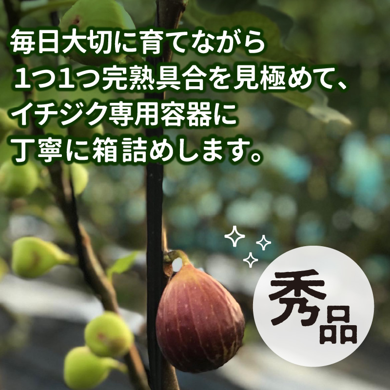 SDGs米糠循環農法で育てた樹上完熟イチジク秀品700g以上（サイズ混合12個）潰れにくいイチジク専用容器入り【産地直送2026年8月より順次出荷】_イチジク秀品700ｇ以上 （サイズ混合12個） SDGs 米糠循環農法 樹上完熟 桝井ドーフィン イチジクケーキ ジャム ジェラート ジュース ドライフルーツ 潰れにくい イチジク専用容器 入り 宙吊り包装 ギフト 福岡 久留米 送料無料_Gv040