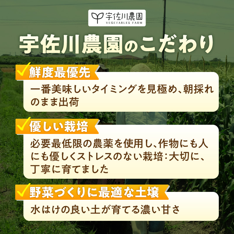 【2026年5月お届け】福岡県産 朝採れヤングコーン 50本 _ 2026年5月お届け 福岡県産 収穫 当日 新鮮 ヤングコーン ベビーコーン クール便 産地直送 美味しさ 宇佐川農園 こだわり 鮮度 朝採れ 濃い甘さ 生 シャキシャキ 甘み 福岡県 久留米市 送料無料 _ Gv052