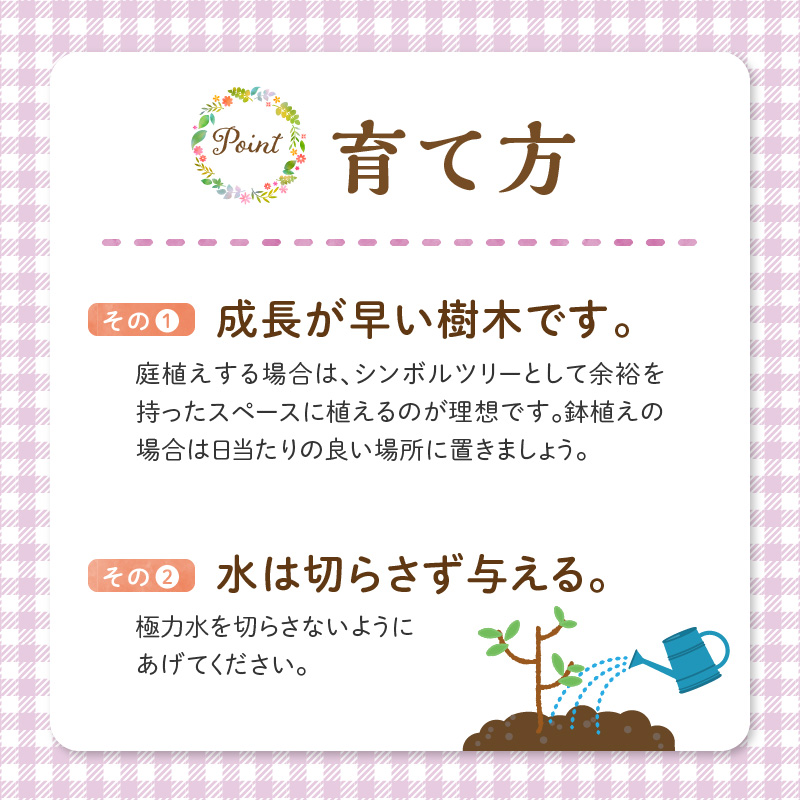 チーム田主丸【シマトネリコ苗木3本セット】_シマトネリコ 苗木 3本 セット チーム田主丸 風水 インテリア 観葉植物 植物 常緑樹 シンボルツリー 小葉 丈夫 育てやすい 日光 樹木 ガーデニング 鉢植え 植木鉢 グリーンアイテム 家庭栽培 福岡県 久留米市 お取り寄せ 送料無料_Hf037