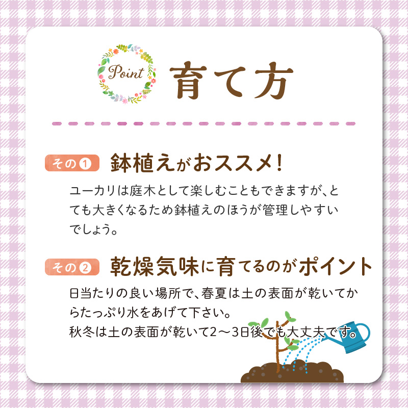 チーム田主丸『ユーカリ苗木７号鉢』 _ 苗木 7号鉢 ユーカリ チーム田主丸 1本 ユーカリの苗木 庭木 鉢植え 植木 ドライフラワー スワッグ リース リラックス効果 虫よけ 常緑樹 シンボルツリー ガーデニング 植物 インテリア お手入れ簡単 育て方付き お取り寄せ 福岡県 久留米市 送料無料 _Hf039