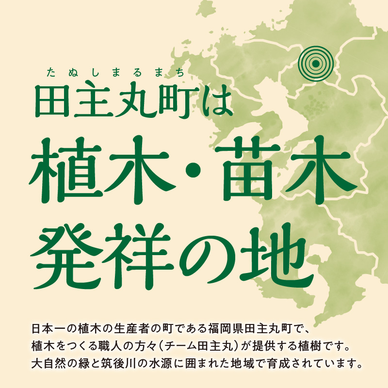 チーム田主丸『タイムロンギカウリス28ポット』 _ タイムロンギカウリス 9cmポット 28苗 花 チーム田主丸 常緑多年草 ハーブ 園芸 丈夫 育てやすい 品種 成長が早い グランドカバー プランツ 地植え 鉢植え ガーデニング 庭 花壇 寄せ植え 植物 育て方付き お取り寄せ 福岡県 久留米市 送料無料 _Hf041