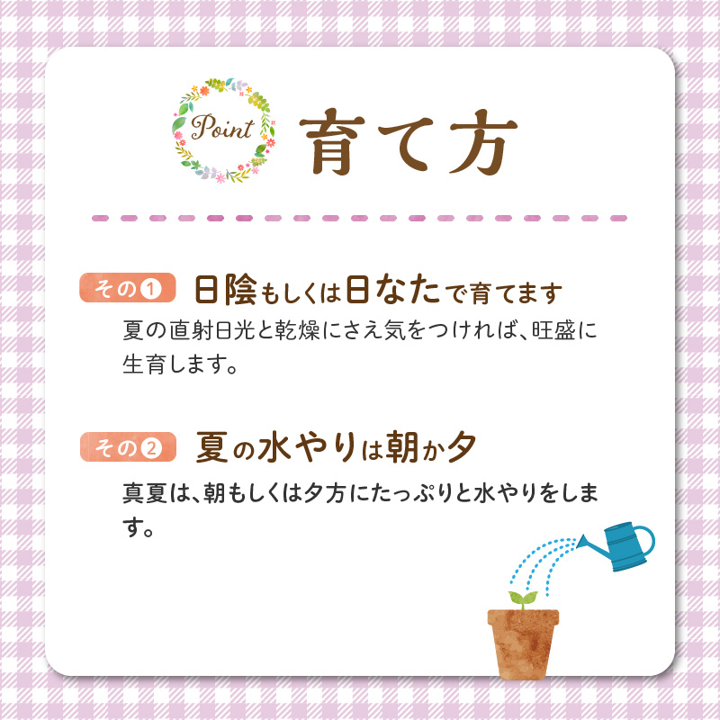 チーム田主丸『ハツユキカズラ28ポット』 _ ハツユキカズラ 9cmポット 28苗 チーム田主丸 つる 常緑 ピンク 白 まだら模様 園芸 多年草 育てやすい グランドカバー プランツ 寄せ植え ハンギングバスケット 紅葉 地植え 鉢植え ガーデニング 庭 花壇 植物 育て方付き お取り寄せ 久留米市 送料無料 _Hf042