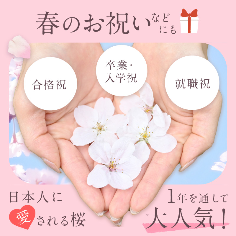 桜のボトルフラワー _ ドライフラワー 桜 ボトルフラワー ソメイヨシノ 満開の桜のようにデザイン ガラス容器 おしゃれ インテリア 花 ドライ加工 入学祝 卒業祝 合格祝 就職祝 旅立ち お祝い 記念 ギフト用 久留米市 送料無料 _ Qb044