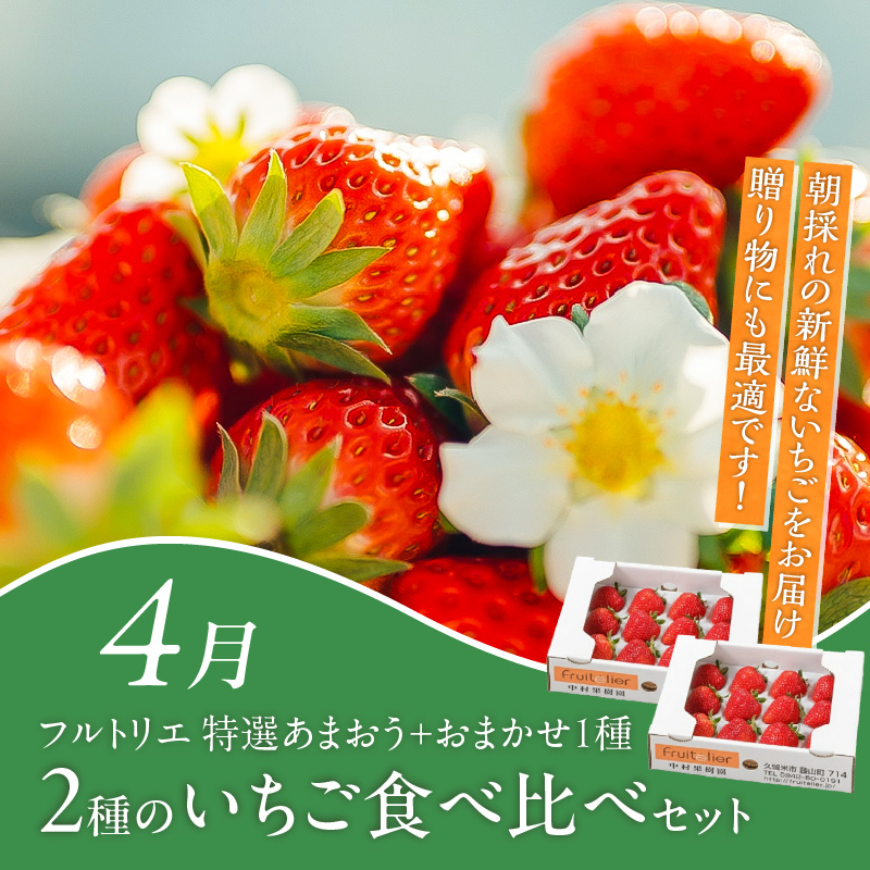 【定期便 6回】旬を味わう定期便 _ 定期便 6回 隔月お届け しゃぶはり鍋 セット 特選 あまおう 食べ比べ 梅のしずく シャインマスカット 梨 はかた地どり 美人鍋 水炊き グルメ おかず フルーツ デザート 旬 贈答用 ご褒美 お取り寄せ 福岡県 久留米市 送料無料 _Tk124
