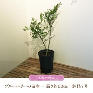 チーム田主丸『我が家の果樹園』シリーズ 【ブルーベリー】_ブルーベリー 苗木 高さ 約 50 cm 鉢経 7号 結実年数 2年目安 チーム田主丸 我が家の果樹園 シリーズ フルーツ 果物 ベリー 庭木 落葉 果樹 植樹 鉢植え 庭植え ガーデニング 福岡県 久留米市 お取り寄せ 送料無料_Hf019