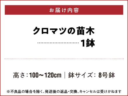 チーム田主丸『クロマツの苗木』_苗木 8号鉢 チーム田主丸 クロマツの苗木 1鉢 クロマツ 松の葉 長寿の源 健康管理に役立てる 健康樹 樹木 観賞用 飲食用 福岡県 久留米市 お取り寄せ インテリア 植物 ガーデニング 家庭栽培 送料無料_Hf032