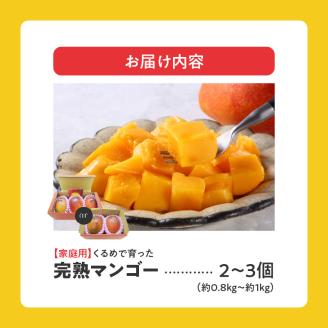 【2026年6月以降お届け】【家庭用】くるめで育った完熟マンゴー（2～3個：約0.8～1kg）_家庭用 くるめで育った 完熟マンゴー 2個 ～ 3個 アーウィン 甘い 子供も安心 フルーツ トロピカルフルーツ 果物 マンゴー 完熟 国産 家庭用 B品 冷蔵 クール便 倉重農園 お取り寄せ 福岡県 久留米市 送料無料_Fm007