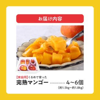 【2026年6月以降お届け】【家庭用】くるめで育った完熟マンゴー（4～6個：約1.5～1.8kg）_家庭用 トロ～ッと口のなかでとろける くるめで育った 完熟マンゴー 4個 ～ 6個 甘い 子供も安心 フルーツ 果物 果実 マンゴー 完熟 国産 家庭用 訳あり 冷蔵 クール便 倉重農園 お取り寄せ 福岡県 久留米市 送料無料_Fm008