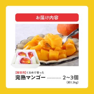 【2026年6月以降お届け】くるめで育った完熟マンゴー(2～3個：約1.3kg)_贈答用 完熟マンゴー 2個 ～ 3個 約 1.3kg 久留米産 完熟 マンゴー 国産 とろける 甘さ 地植え フルーツ トロピカルフルーツ アップルマンゴー 果物 デザート 冷蔵 クール便 倉重農園 お取り寄せ お取り寄せフルーツ 福岡県 久留米市 送料無料_Fm011