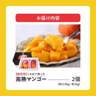 【2026年6月以降お届け】くるめで育った完熟マンゴー（2個：約0.9～1kg）_先行予約！贈答用 完熟マンゴー 2個 約 0.9kg ～ 1kg 久留米産 完熟 マンゴー 国産 とろける 甘さ フルーツ トロピカルフルーツ 果物 デザート 冷蔵 クール便 倉重農園 お取り寄せ お取り寄せフルーツ 福岡県 久留米市 送料無料_Fm014