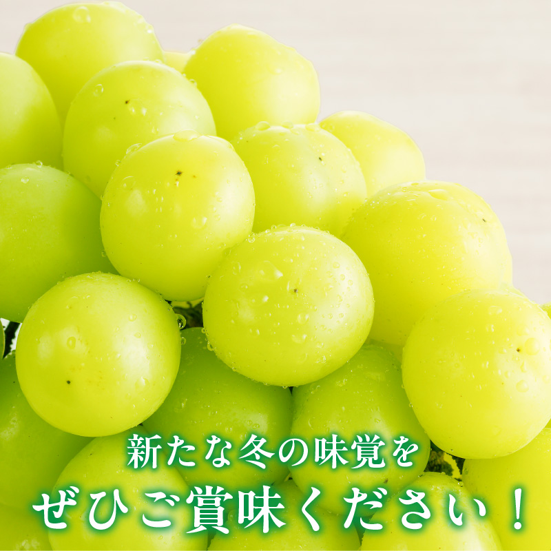 【2025年11月よりお届け】冬にお届け！シャインマスカット×2房_冬にお届け！ シャインマスカット 400g以上 × 2房 冷蔵技術 冬でも美味しい 皮ごと食べる 贈答用 おすすめ 国産 ぶどう マスカット 果物 フルーツ 果実 食品 食べ物 おやつ デザート グルメ お取り寄せ お取り寄せグルメ 福岡県 久留米市 送料無料_Fg011