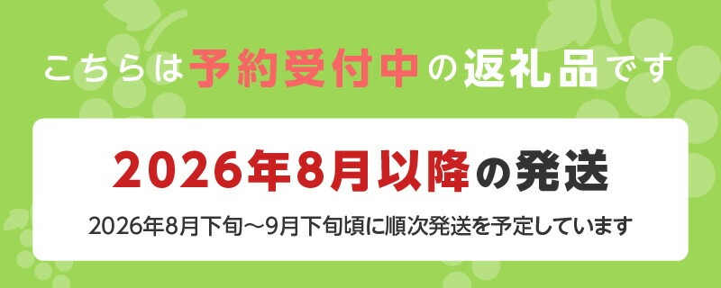 【2026年8月以降お届け】シャインマスカット（1房：約500～600g） _ 先行予約 シャインマスカット 1房 約 500g ～ 600g 2026年8月以降お届け 旬の味覚 酸味 甘み バランス 皮薄い 食べやすい マスカット ぶどう デザート 果物 倉重農園 お取り寄せ フルーツ 福岡県 久留米市 送料無料 _Fg018