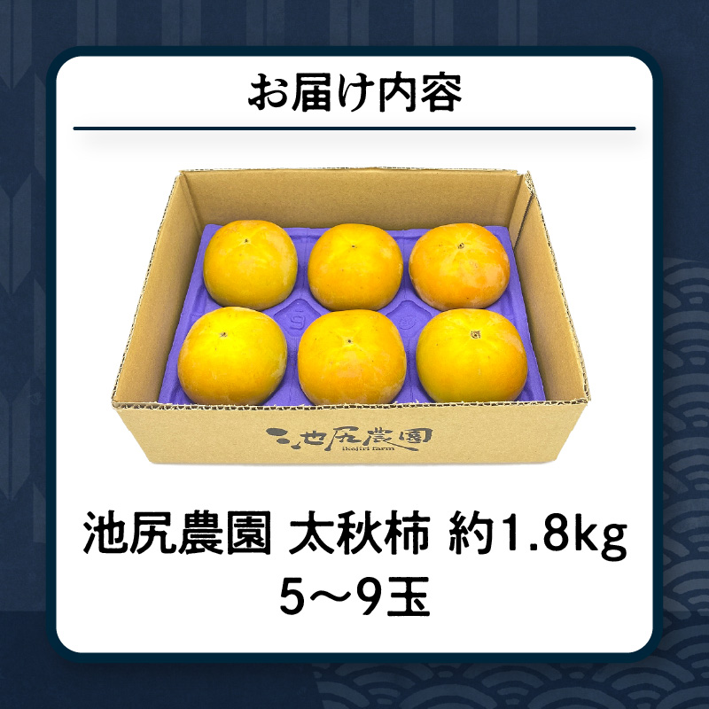 【10月発送】池尻農園 太秋柿 5玉～9玉 約1.8kg_柿 甘柿 太秋柿 5玉 ～ 9玉 約 1.8kg 種が少ない シャキシャキ 食感 さっぱり 果肉 なめらか 多汁 高糖度 おいしい 果皮 条紋 甘み 甘い 国産 フルーツ 果物 福岡県 久留米市 お取り寄せ お取り寄せフルーツ 栄養 食品 食べ物 常温 送料無料_Fk011
