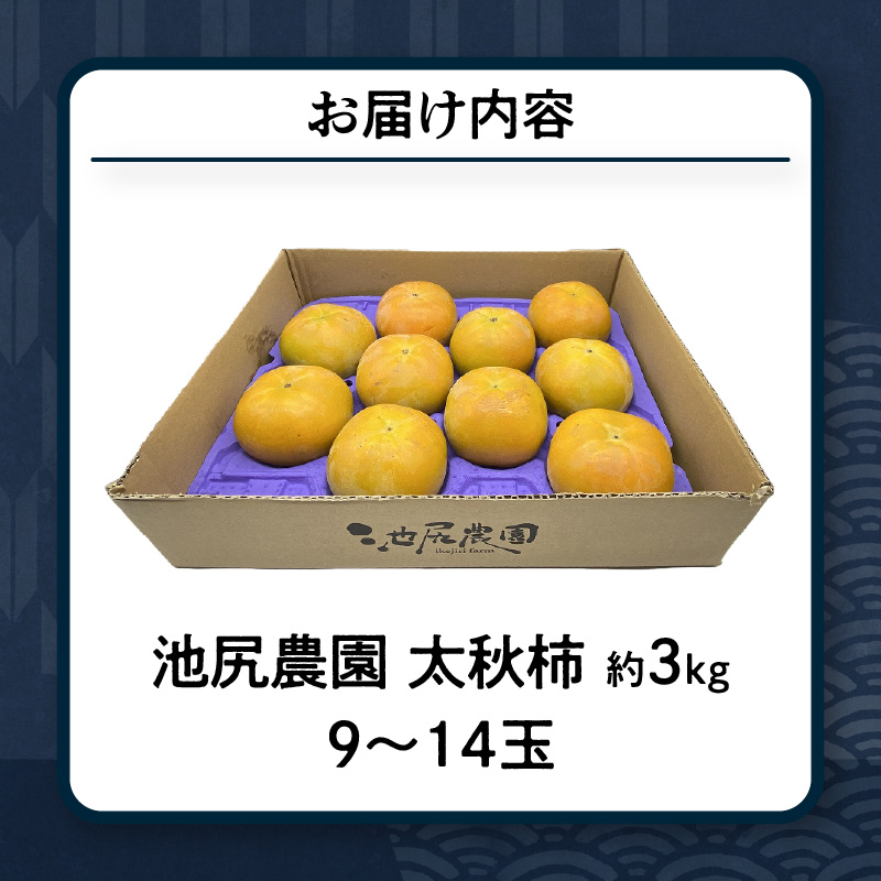 【10月発送】池尻農園　太秋柿　9玉～14玉　約3kg_柿 甘柿 太秋柿 9玉 ～ 14玉 約 3kg 種が少ない 池尻農園 シャキシャキとした食感 さっぱり 多汁 高い糖度 国産 フルーツ 果物 福岡県 久留米市 お取り寄せ お取り寄せフルーツ 食品 食べ物 送料無料_Fk012