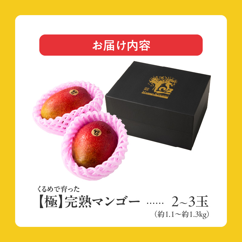 【2026年6月以降お届け】極　完熟マンゴー（2～3玉：約1.1～1.3kg） _ 完熟マンゴー 2 ～ 3玉 約1.1kg 1.3kg 平均糖度 17度～18度 完熟 マンゴー 倉重農園 フルーツ トロピカルフルーツ 果物 デザート 冷蔵 クール便 お取り寄せ お取り寄せフルーツ 福岡県 久留米市 送料無料 _Fm020