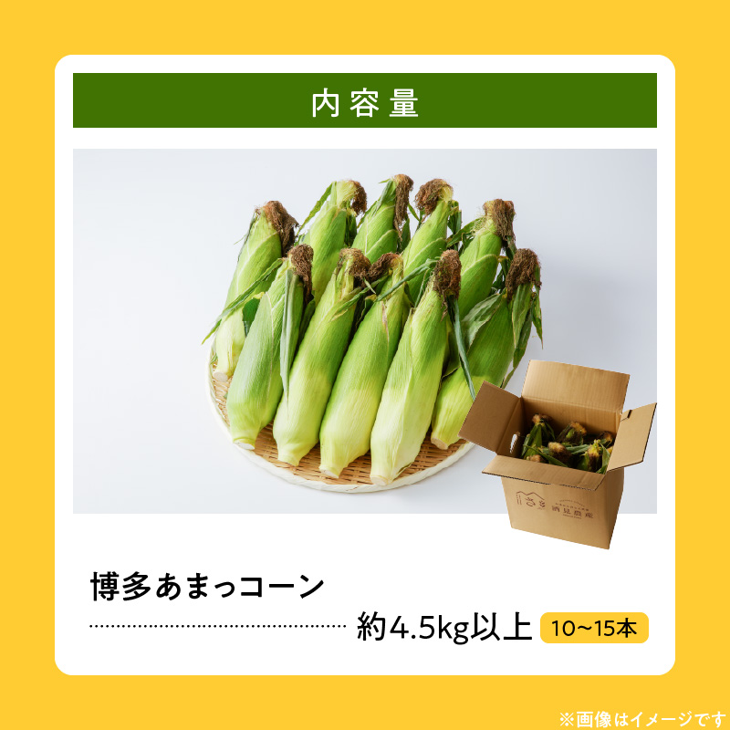 【ふくおかエコ農産物認証】農家直送！SDGs米糠堆肥で作った博多あまっコーン4.5キロ以上（10～15本）【2026年6月より順次出荷】_ふくおかエコ農産物 2026年6月より順次出荷 とうもろこし 博多あまっコーン 約 4.5kg 以上 10本 〜 15本 プレミアムコーン 粒が大きい 食べ応え 美味しい 糖度 野菜 お取り寄せ 福岡県 久留米市 送料無料_Gv035