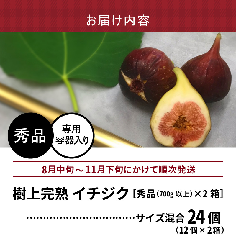 SDGs米糠循環農法で育てた樹上完熟イチジク秀品700g以上（サイズ混合12個）×2箱　潰れにくいイチジク専用容器入り【産地直送2026年8月より順次出荷】_イチジク 秀品 700g 以上 サイズ混合 12個 × 2箱 SDGs 米糠循環農法 樹上完熟 桝井ドーフィン イチジクケーキ ジャム ジェラート フルーツ 果物 潰れにくい 専用容器 ギフト 酒見農産 福岡 久留米 送料無料 産地直送 _Gv041