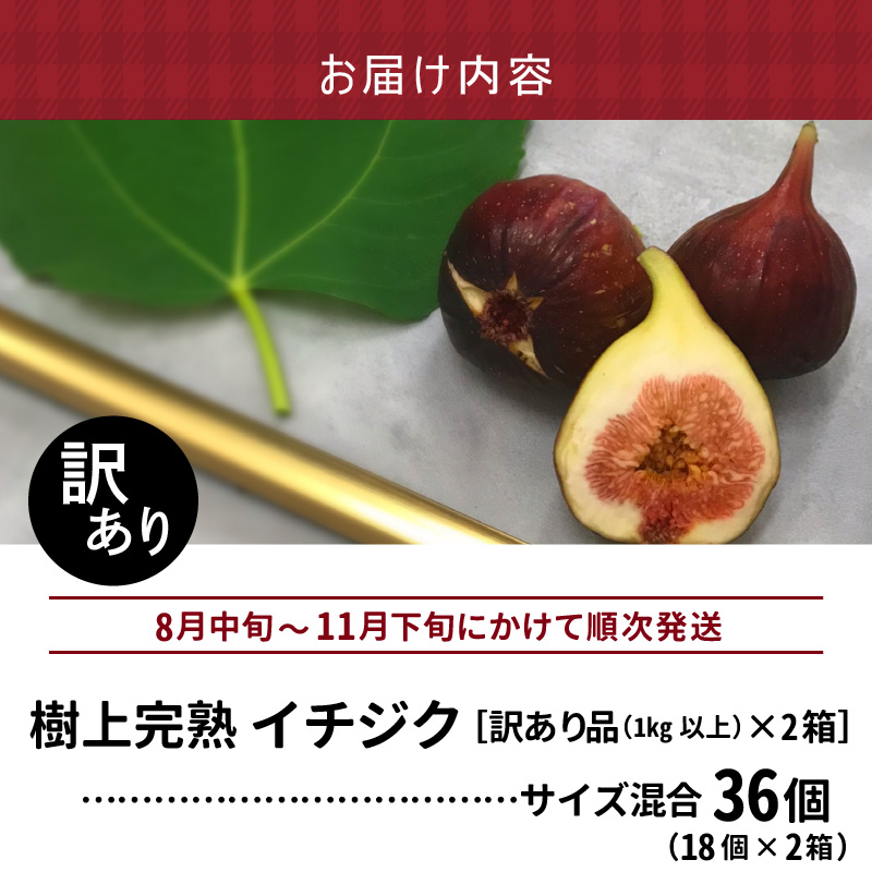 SDGs米糠循環農法で育てた樹上完熟イチジク　訳あり品1キロ以上（サイズ混合18個）×2箱【産地直送2026年8月より順次出荷】＿イチジク 訳あり品 1キロ 以上 サイズ 混合 18個 × 2箱 SDGs 米糠循環農法 樹上完熟 露地栽培 桝井ドーフィン ドライフルーツ ジャム スムージー 福岡県 久留米市 酒見農産 お取り寄せグルメ お取り寄せ 送料無料 産地直送 _Gv043