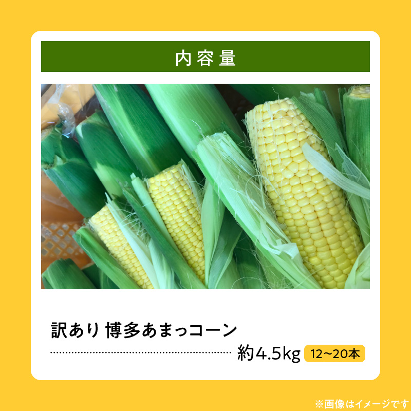 【ふくおかエコ農産物認証】【訳あり】農家直送！SDGs米糠堆肥で作った博多あまっコーンご家庭用カット品 4.5キロ以上（12～20本）【2026年6月より順次出荷】_【ふくおかｴｺ農産物認証】農家直送！SDGs米糠堆肥で作るﾒﾛﾝより甘い博多あまっｺｰﾝ_Gv046