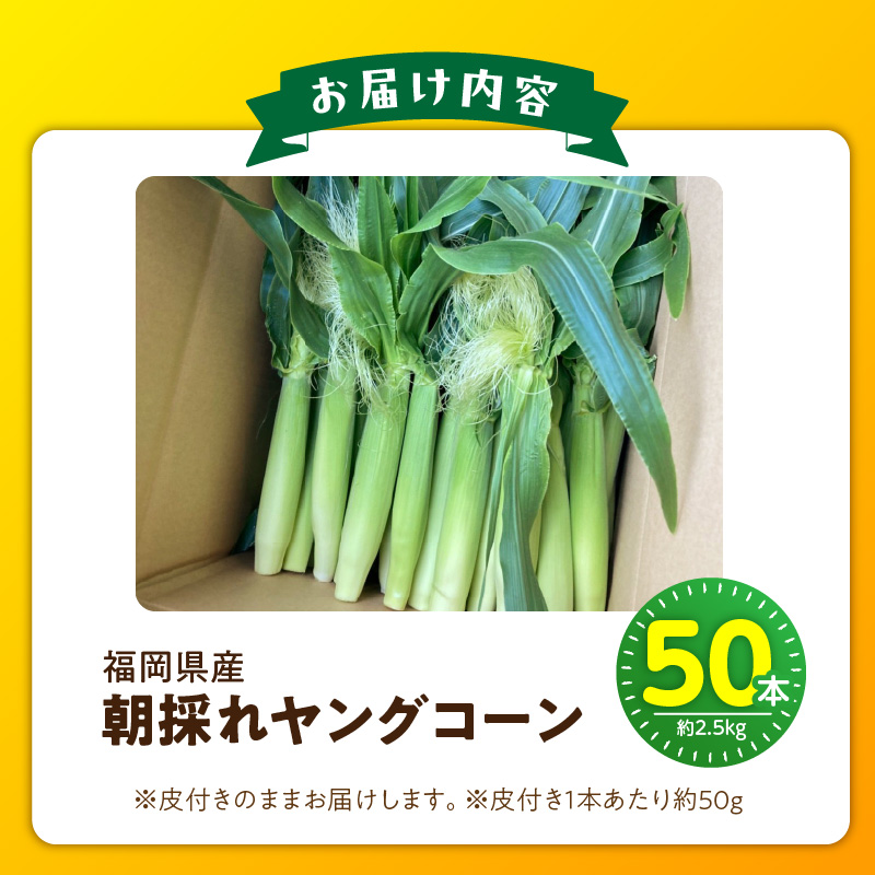【2026年5月お届け】福岡県産 朝採れヤングコーン 50本 _ 2026年5月お届け 福岡県産 収穫 当日 新鮮 ヤングコーン ベビーコーン クール便 産地直送 美味しさ 宇佐川農園 こだわり 鮮度 朝採れ 濃い甘さ 生 シャキシャキ 甘み 福岡県 久留米市 送料無料 _ Gv052