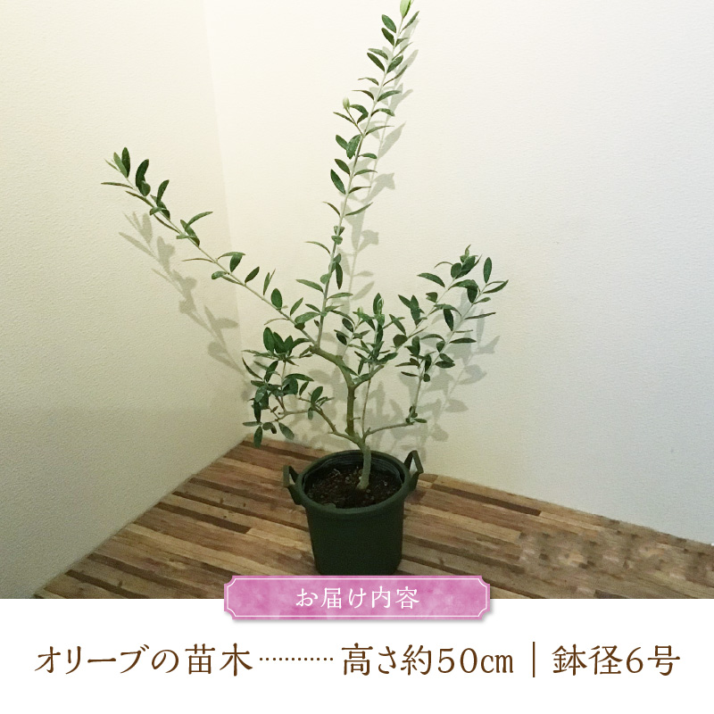 チーム田主丸『我が家の果樹園』シリーズ 【オリーブ】_オリーブ 苗木 高さ 約 50cm 鉢径 6号 チーム田主丸 我が家の果樹園 シリーズ 果樹園 初心者 育てやすい おしゃれ 人気 常緑樹 庭木 果樹 植樹 鉢植え 庭植え ガーデニング 国産 お取り寄せ 福岡県 久留米市 送料無料_Hf018